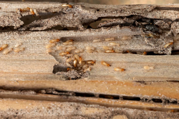 Best Pest Inspection Near Me  in West Lafayette, IN